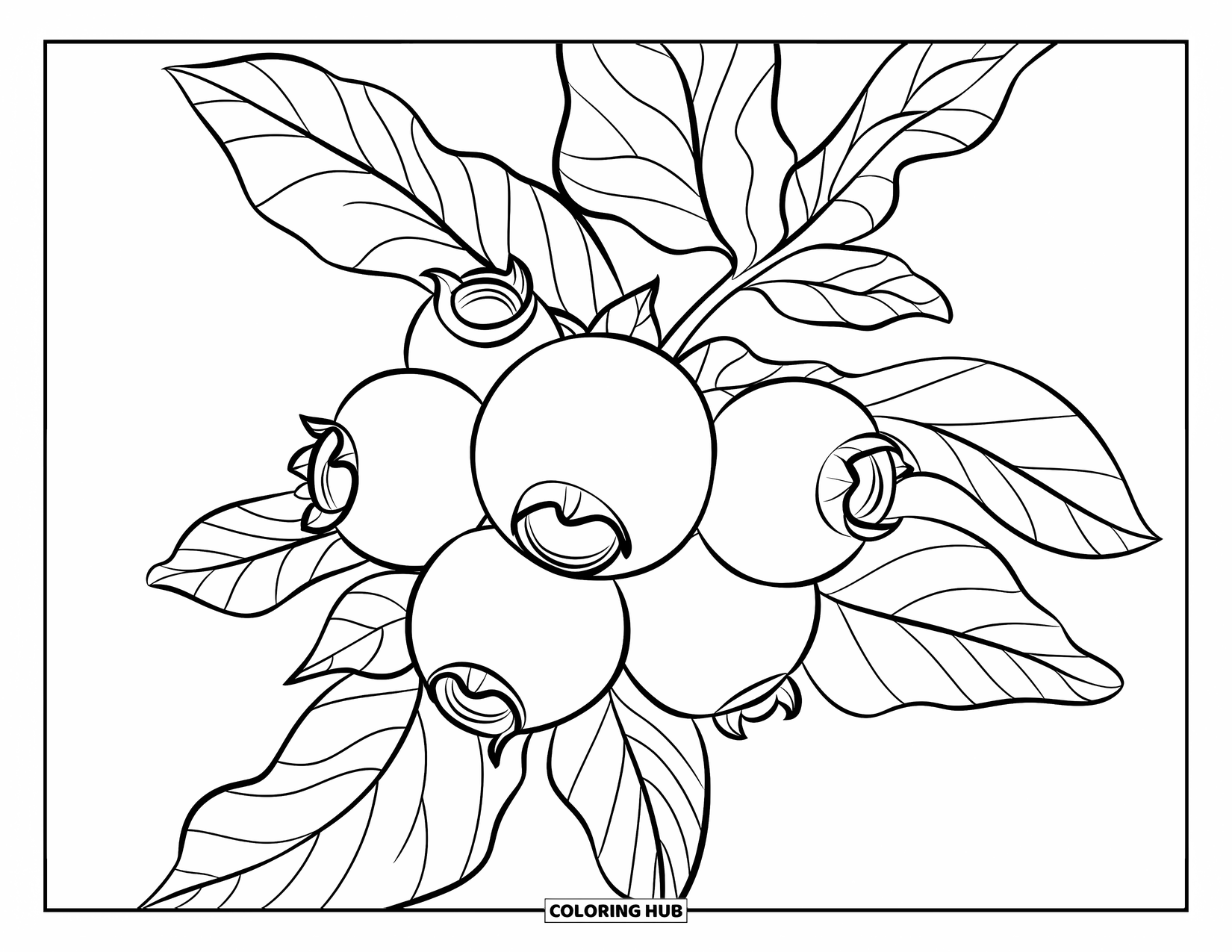 Blueberry Coloring Page for Kids: A botanical drawing of blueberries on a leafy branch showcases delicate details