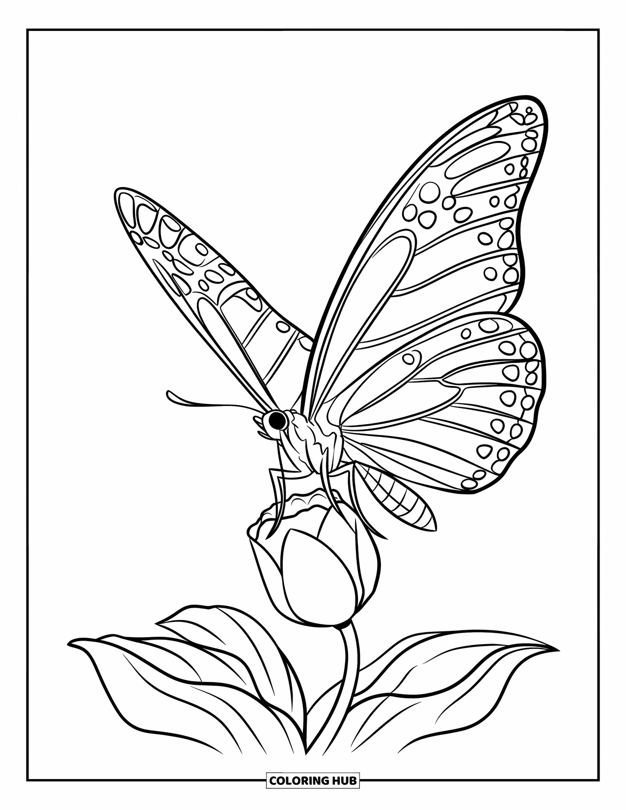 Desenho de Borboleta para Colorir para Crianças: Uma borboleta com asas circulares voando sobre um pequeno botão de flor