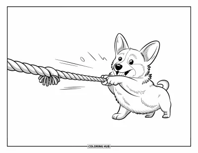 Coloriage de corgi pour adultes : Un corgi tire joyeusement sur un jouet en corde, engagé dans un jeu animé de tir à la corde