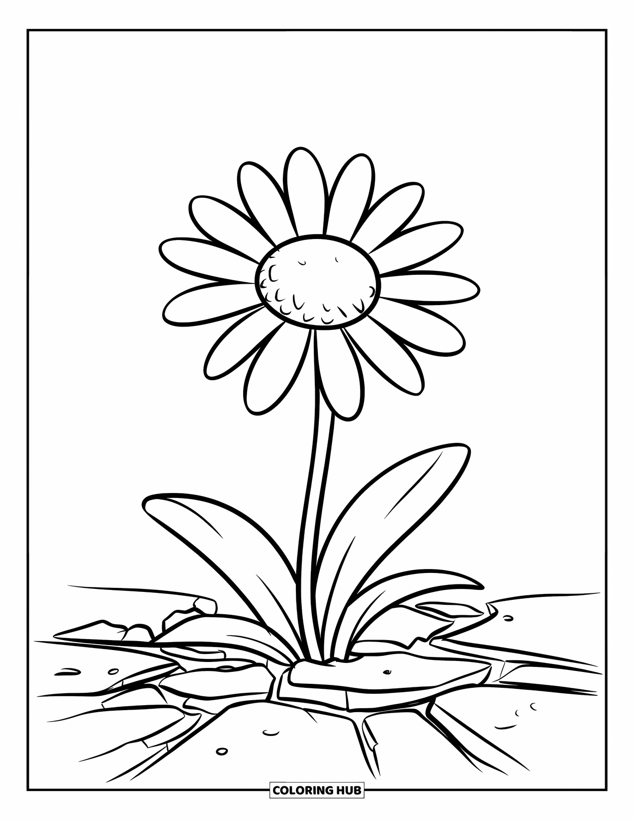 Daisy Coloring Page for Kids: A daisy growing from cracked pavement, with a yellow center and white petals