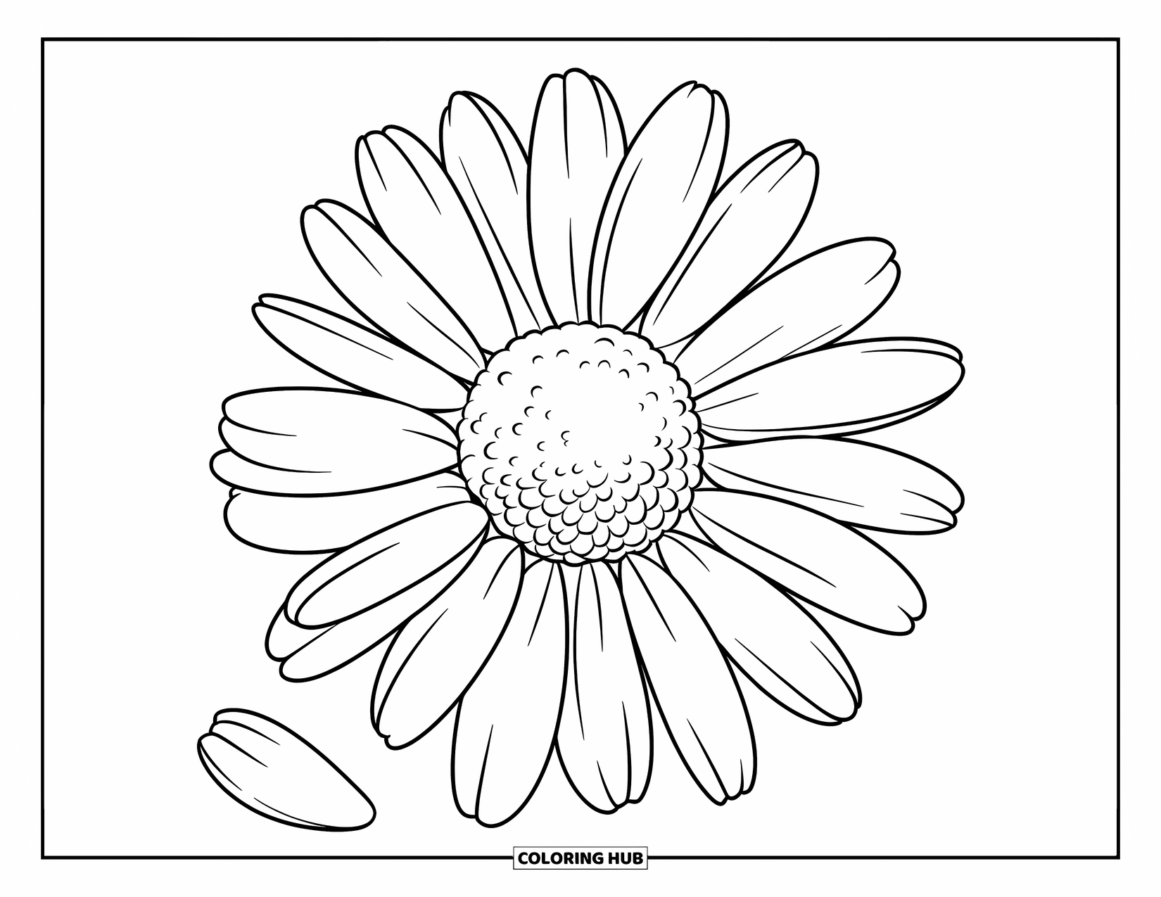 Daisy Coloring Page for Kids: A daisy with falling petals, perfect for little hands