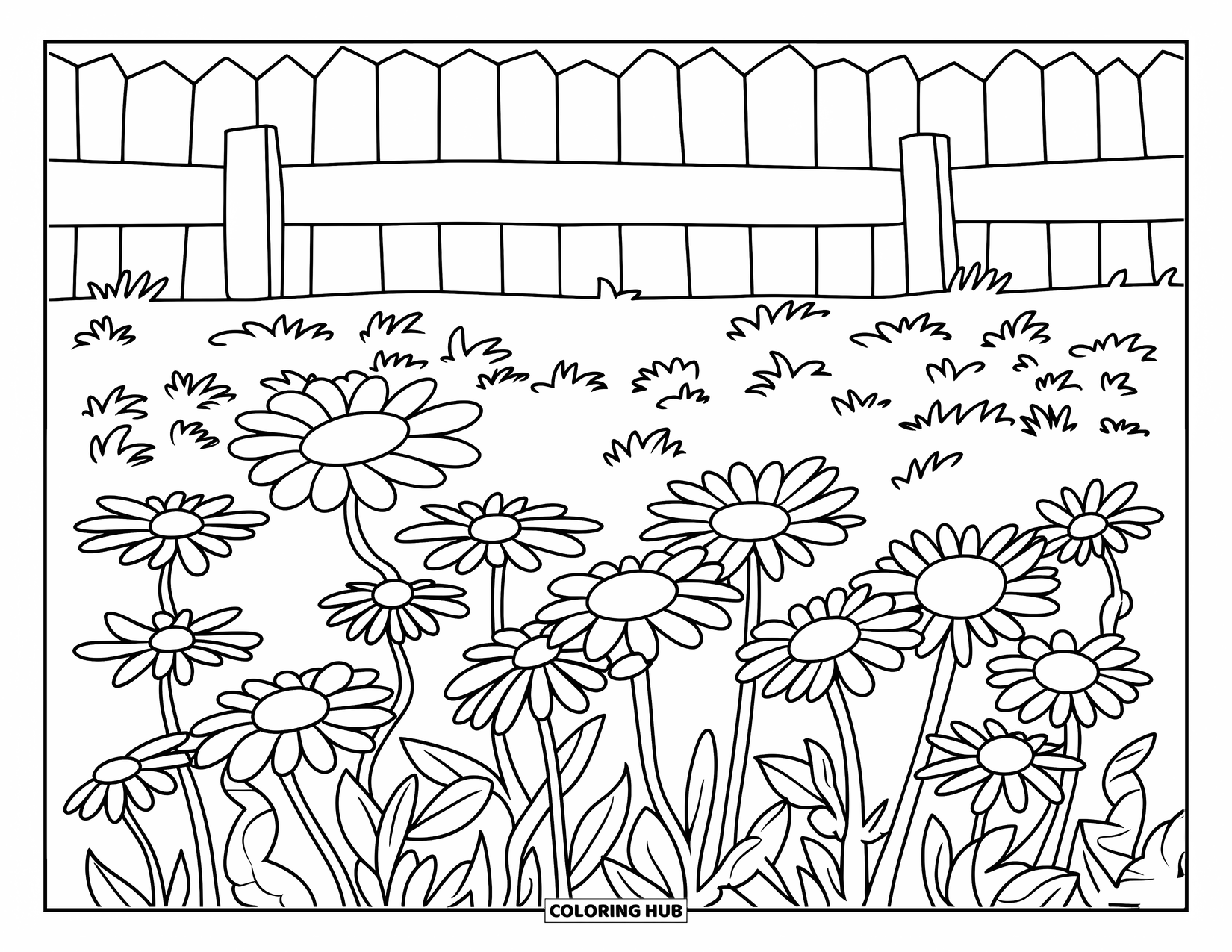 Daisy Coloring Page for Kids: A field of daisies with a wooden fence in the background, with clean, bold outlines