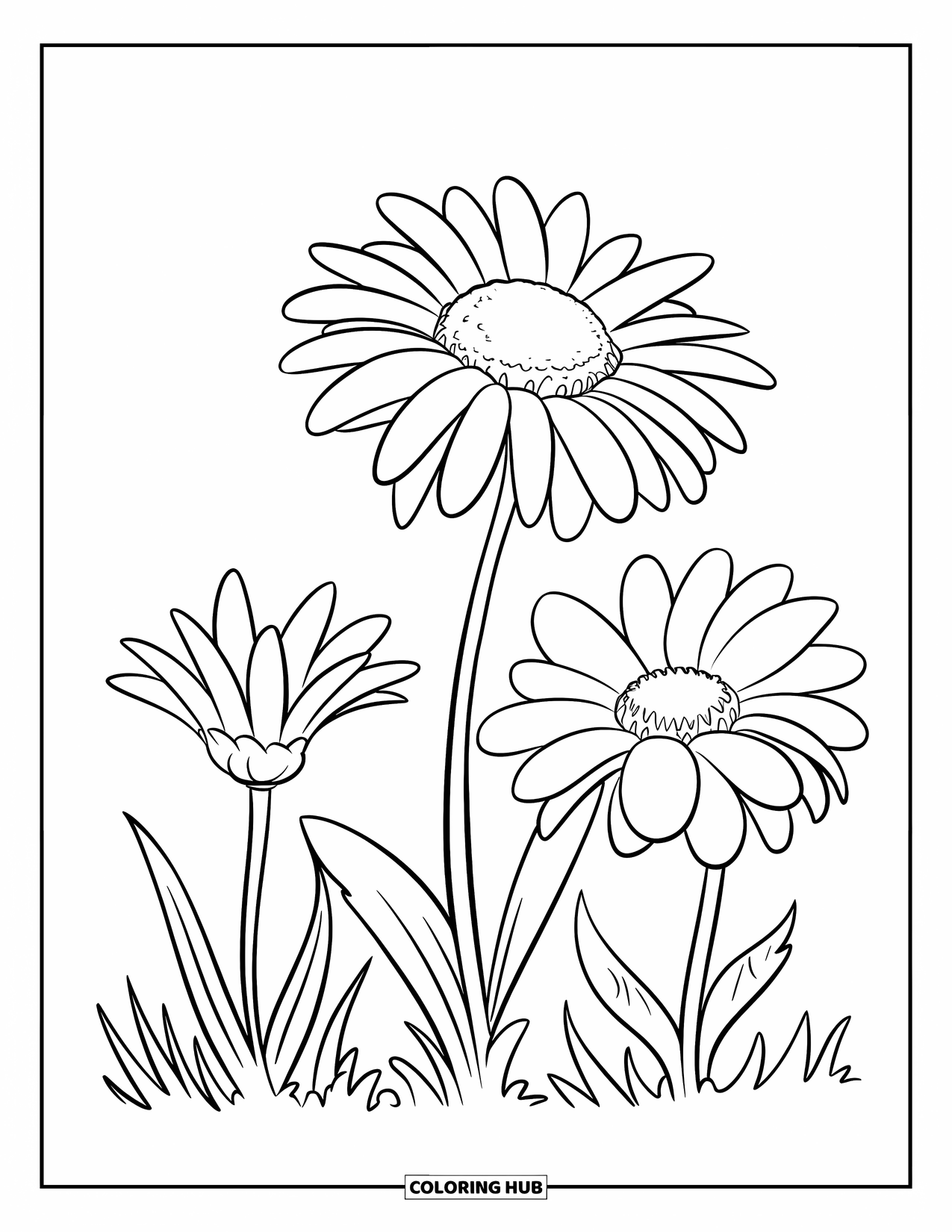 Daisy Coloring Page for Kids: Three daisies in various stages of blooming, set in a white field with bold outlines