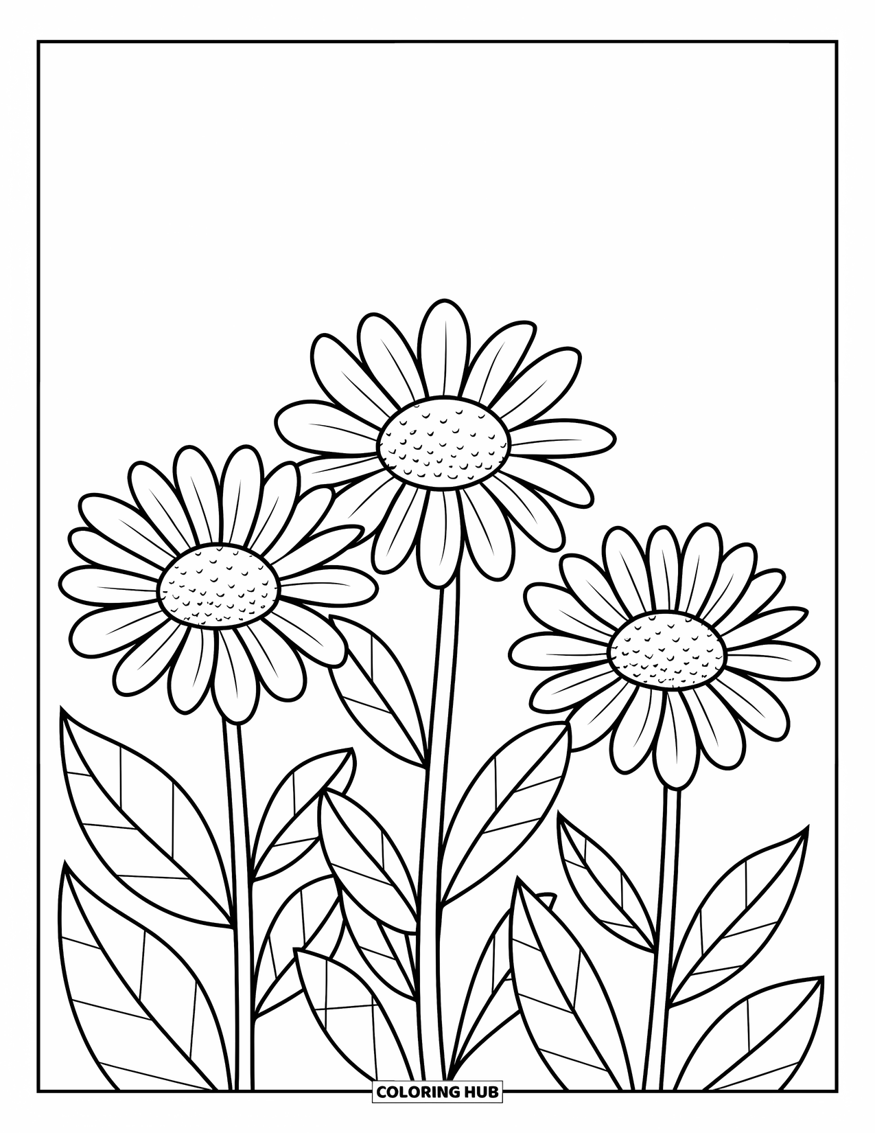 Daisy Coloring Page for Kids: Three large daisies with bold outlines and leaves