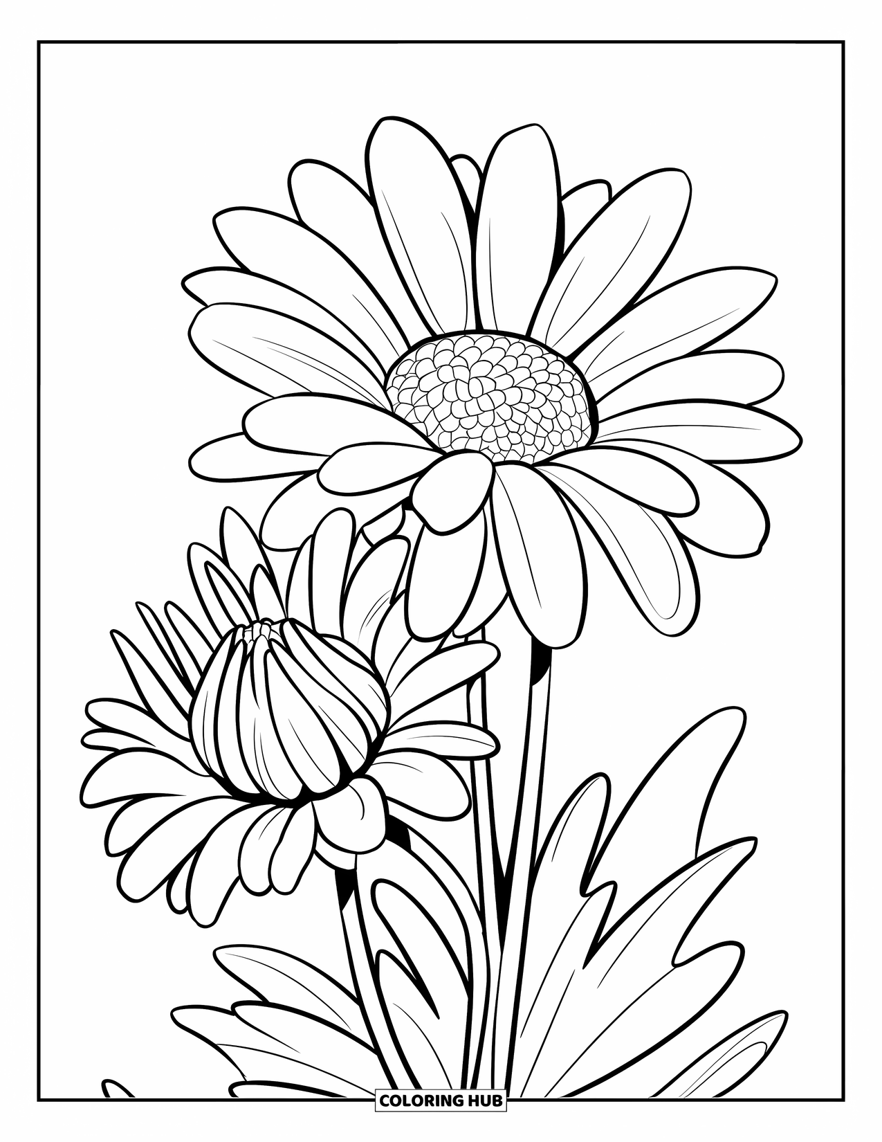 Daisy Coloring Page for Kids: Two daisies, one fully bloomed and the other partially closed, in a dynamic design