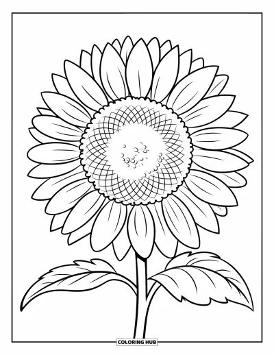 Blomstertegning til børn: En stor solsikke med en rund midte og kraftige konturer
