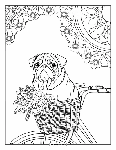 Coloriage de carlin pour adultes : Un carlin est assis dans un panier de vélo vintage, entouré de motifs floraux et d’une bordure décorative