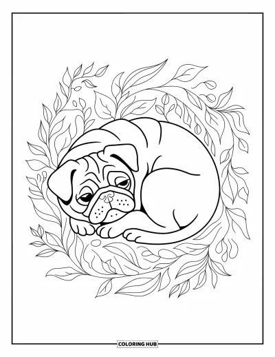 Coloriage de carlin pour adultes : Un carlin endormi se repose parmi des feuilles décoratives, formant une spirale botanique autour de lui