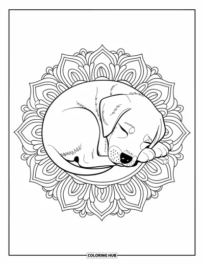 Coloriage de chiots pour adultes : Un chiot Labrador Retriever se recroqueville dans un superbe motif floral mandala riche en détails