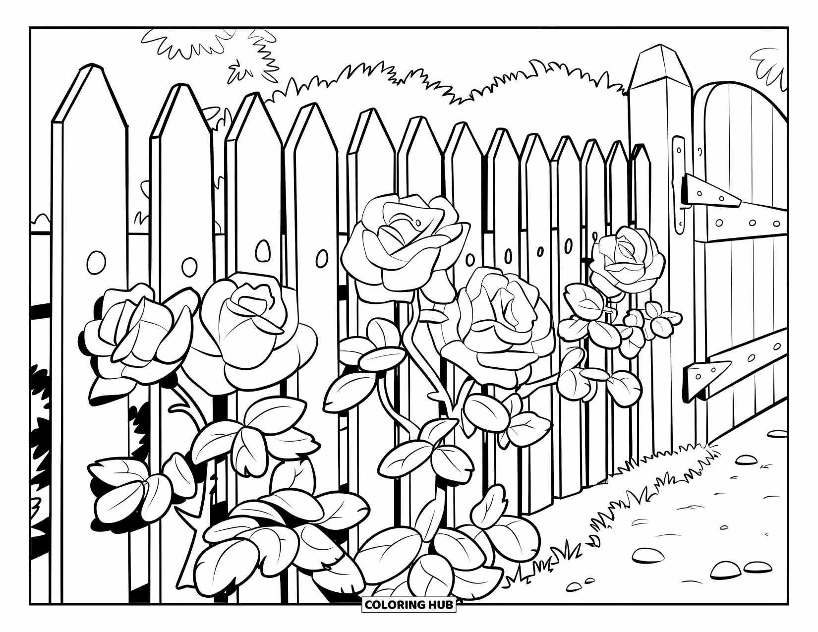 Desenho de rosa para colorir para crianças: Uma fileira de rosas crescendo ao longo de uma cerca de piquete desgastada com um portão de madeira