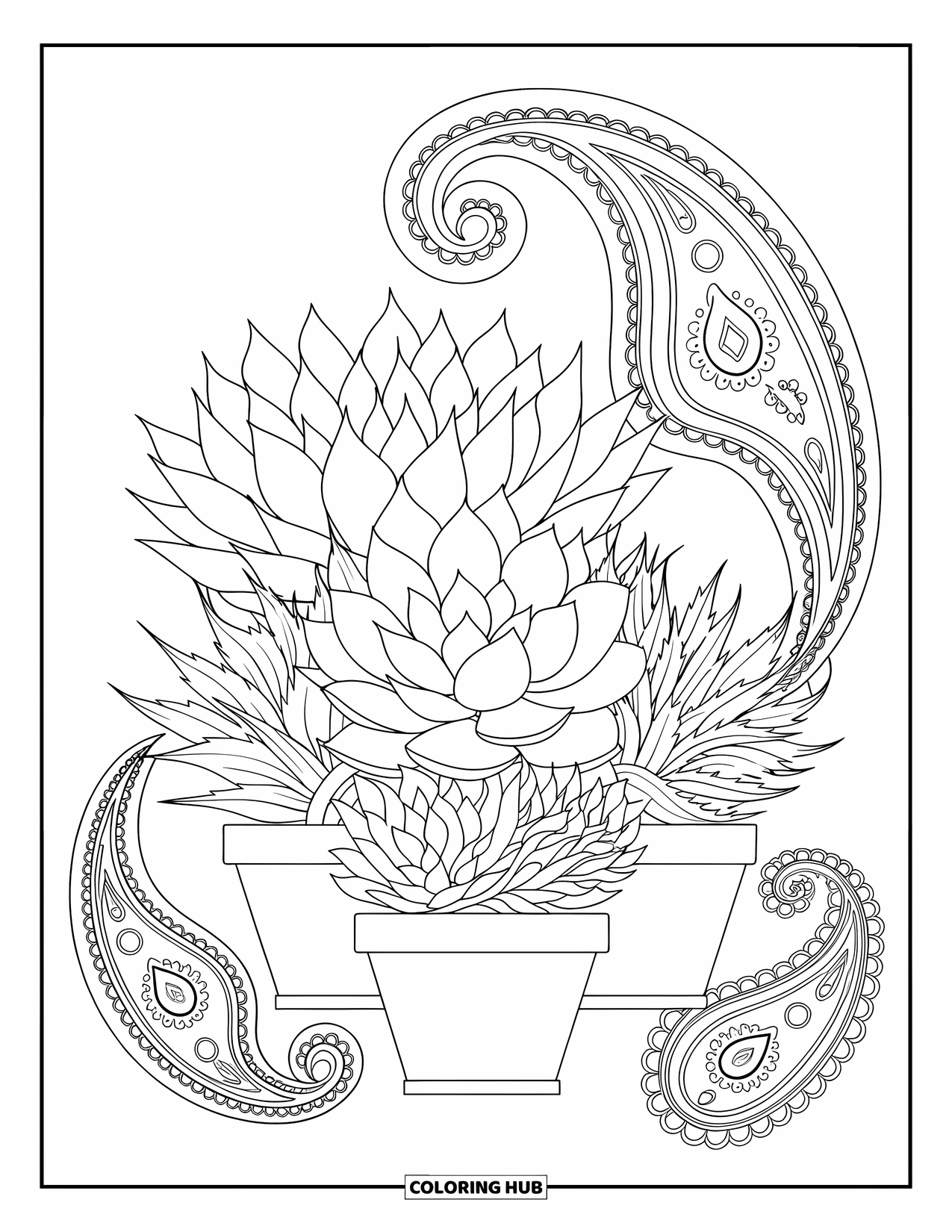 Vetplant Kleurplaat voor Volwassenen: Een decoratief vetplantarrangement wordt omlijst door ingewikkelde paisley-patronen en bloemdetails
