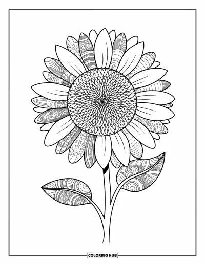 Napraforgó kifestő felnőtteknek: Napraforgó bonyolult Zentangle-mintákkal minden szirmán, tiszta fehér háttér előtt