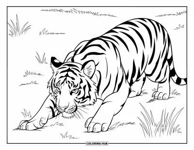 Coloriage de tigres pour enfants : Un tigre puissant s’accroupit dans l’herbe, sa queue frémissant d’anticipation