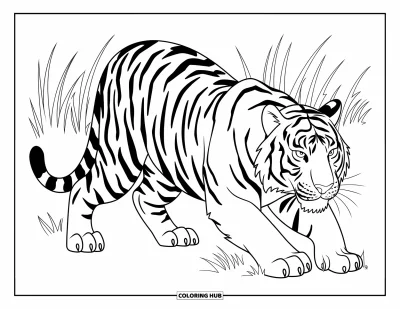 Coloriage de tigres pour enfants : Un tigre accroupi dans les hautes herbes, le regard perçant fixé sur quelque chose d’invisible