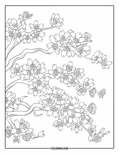 Dibujo de árboles para colorear para niños: Un cerezo en plena floración, con ramas cubiertas de flores rosas