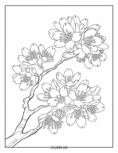 Dibujo de árboles para colorear para niños: Un cerezo en plena floración, con ramas delgadas y pétalos de flores detallados