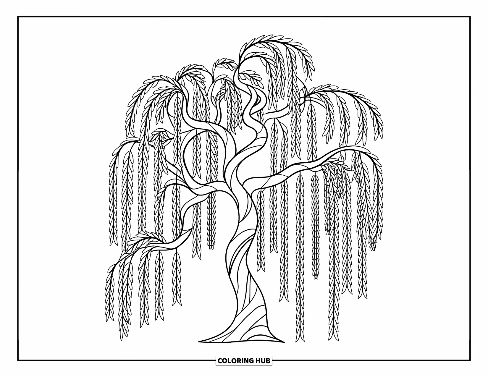 Tree Coloring Page for Kids: A willow tree with long, flowing branches, outlined in bold lines, playful vibe