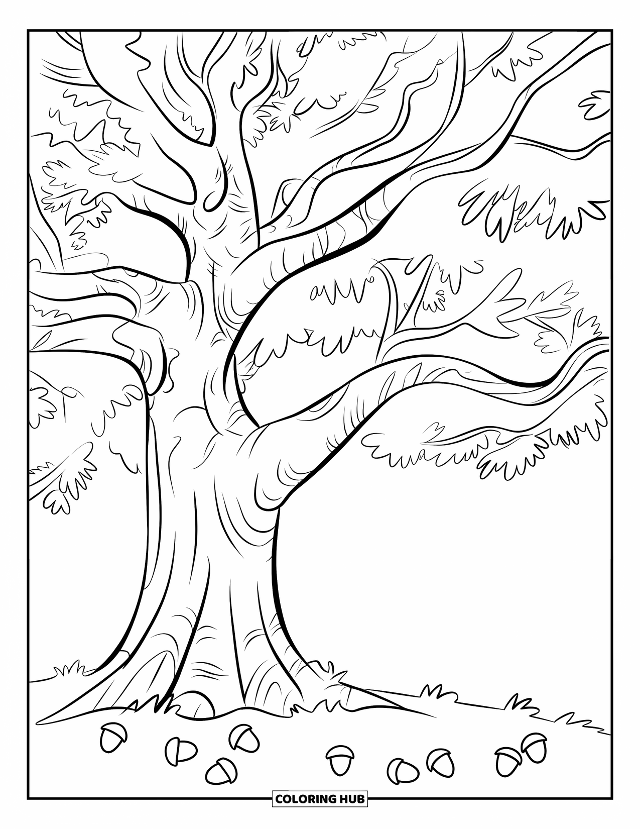 Tree Coloring Page for Kids: An oak tree with a sturdy trunk, acorns on the ground, and a white background