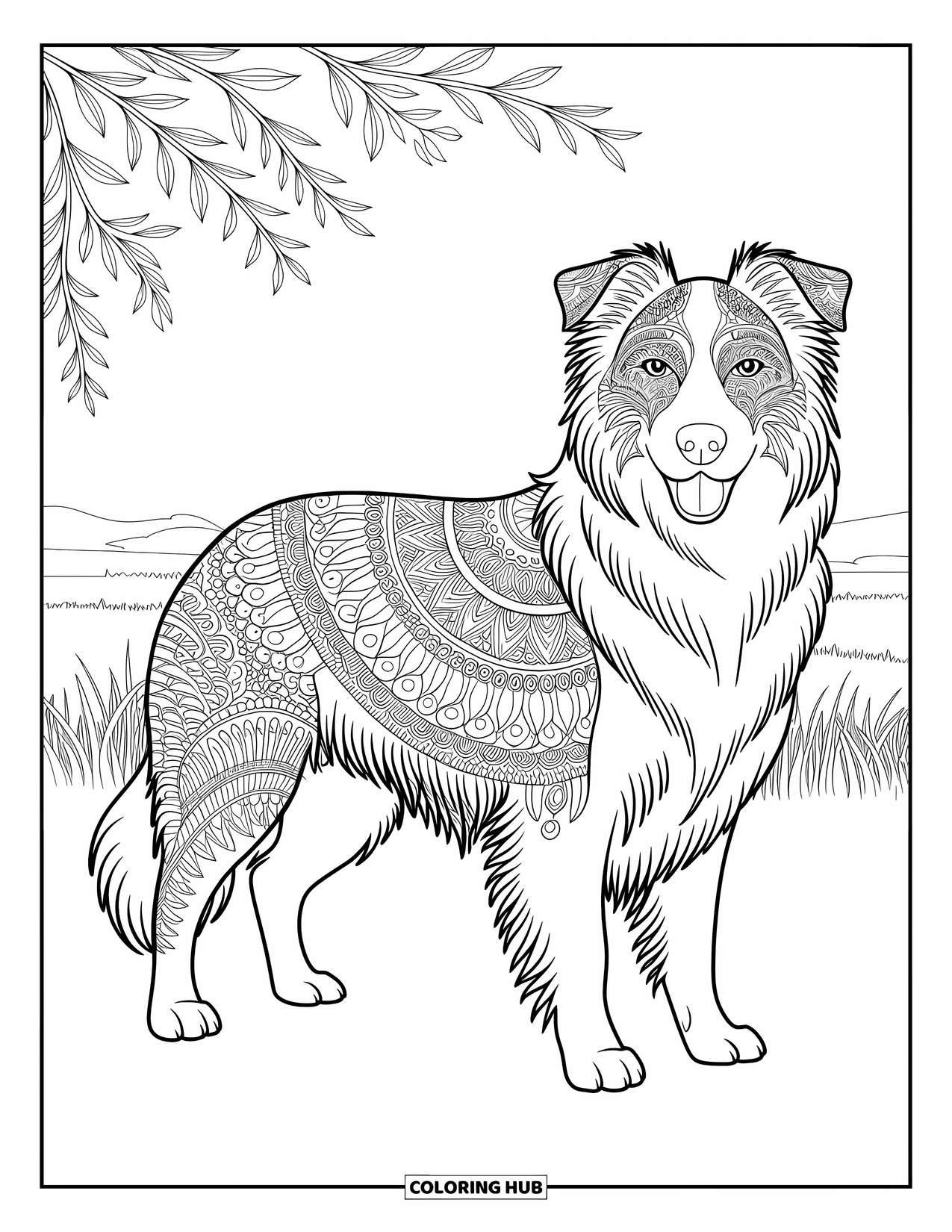 Kolorowanka z psem dla dorosłych: Majestatyczny Border Collie spogląda na pole, a jego długa sierść jest ozdobiona eleganckimi motywami