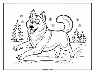 Kolorowanka z psami dla dzieci: Żwawy husky syberyjski pędzi przez śnieg, radośnie merdając ogonem przy każdym kroku