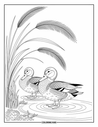 Coloriage d'animaux de la ferme pour adultes : Deux canards détaillés se lissent près de l'eau avec des ondulations et des roseaux gracieux et incurvés à proximité