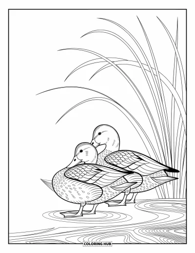 Coloriage d'animaux de la ferme pour adultes : Deux canards se toilettent au bord d'un étang avec des ondulations, des roseaux et des motifs décoratifs