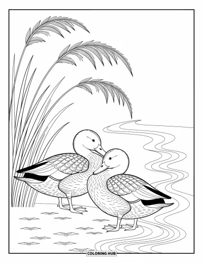 Coloriage d'animaux de la ferme pour adultes : Deux canards près d'un étang se lissent les plumes, entourés de roseaux et de subtiles ondulations