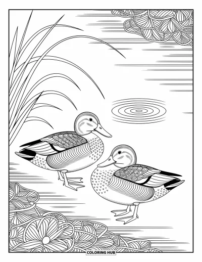 Coloriage d'animaux de la ferme pour adultes : Deux canards se lissent près d'un étang avec de l'eau ondulante et des roseaux courbés autour d'eux