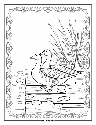 Coloriage d'animaux de la ferme pour adultes : Deux oies au repos près d'un quai, entourées de pierres et de hautes herbes qui se balancent