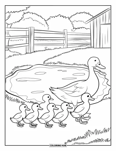 Coloriage d'animaux de la ferme pour enfants : Une mère cane et ses canetons marchent près d'un étang avec une grange et une clôture derrière