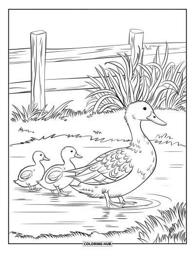 Coloriage d'animaux de la ferme pour enfants : Une mère cane mène ses canetons près d'un étang de ferme avec des plantes et une clôture