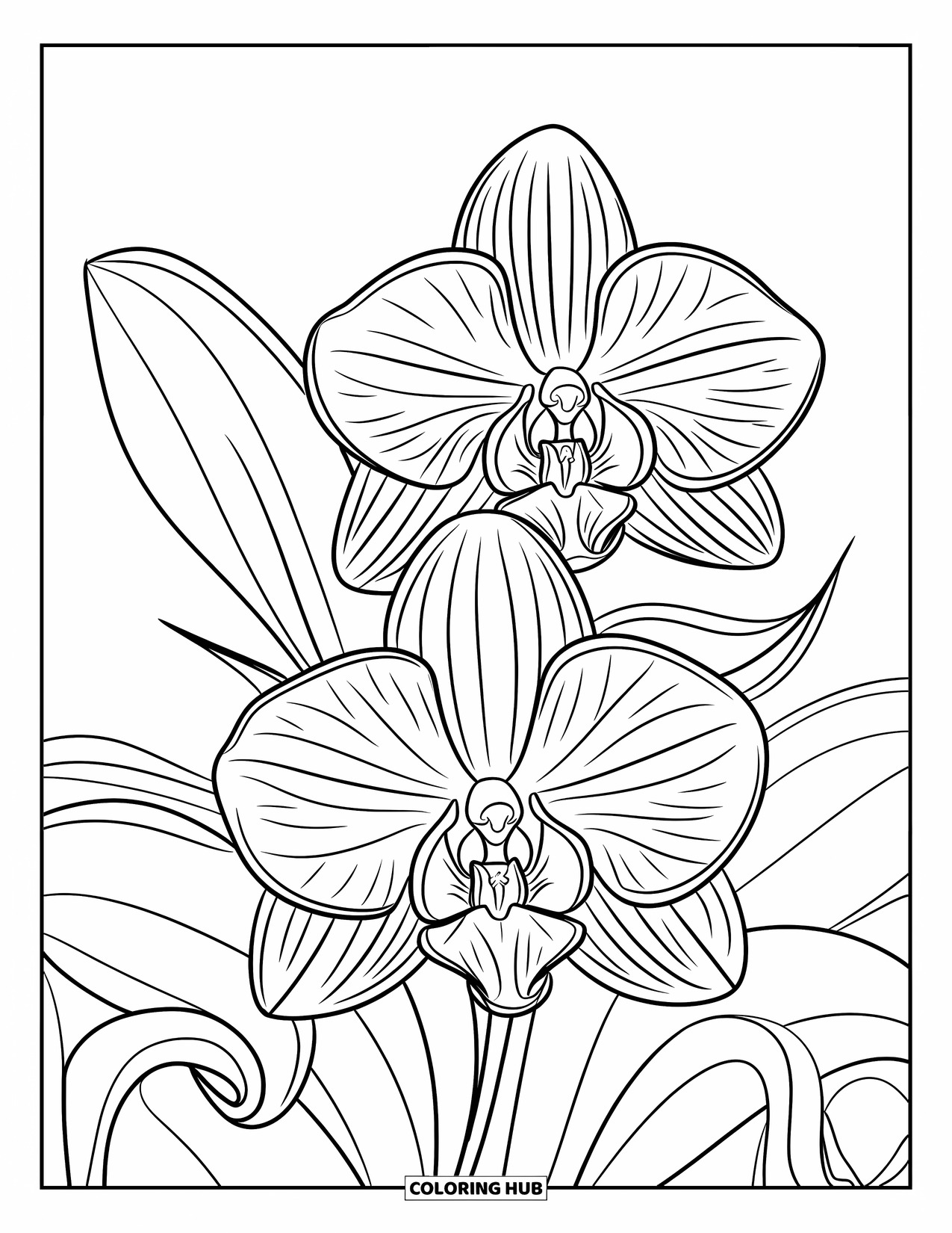 Blumen Ausmalbild für Erwachsene: Eine Nahaufnahme einer exotischen Orchidee mit aufwendigen Blütenblattdetails und anmutig geschwungenen Blättern
