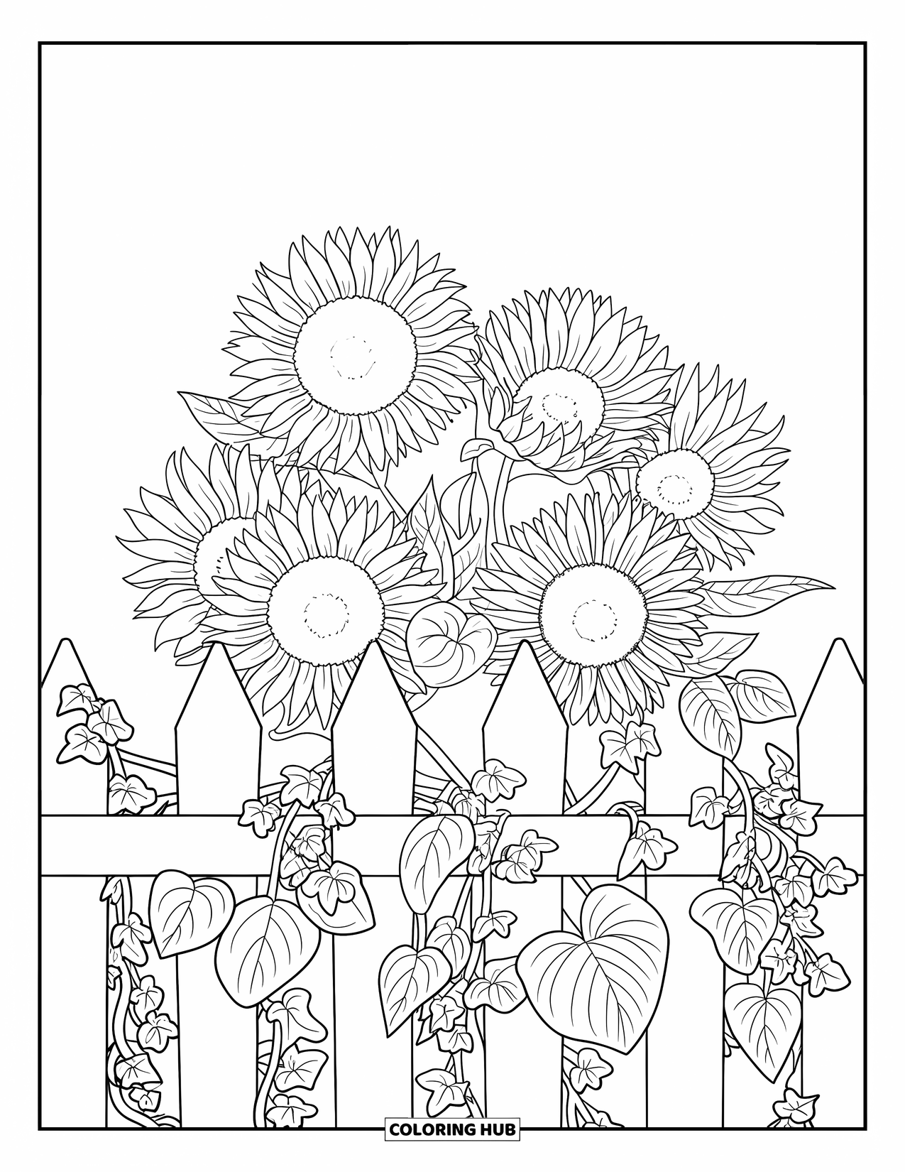 Blumen Ausmalbild für Erwachsene: Eine Ansammlung von Sonnenblumen, die mit efeubewachsenen Zäunen verwoben sind, wobei jedes Blütenblatt sorgfältig detailliert ist