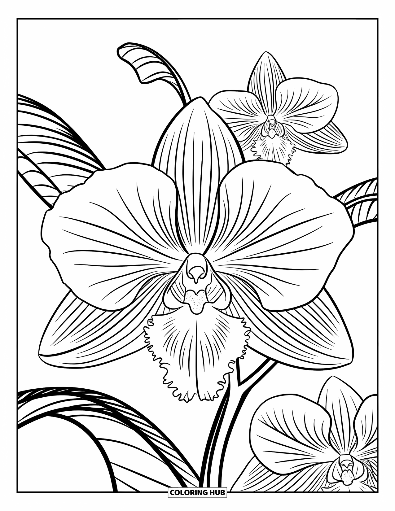 Blumen Ausmalbild für Erwachsene: Eine detaillierte Orchidee mit geschwungenen Blättern und einer markanten Blütenblattanordnung in einer ausgewogenen floralen Komposition