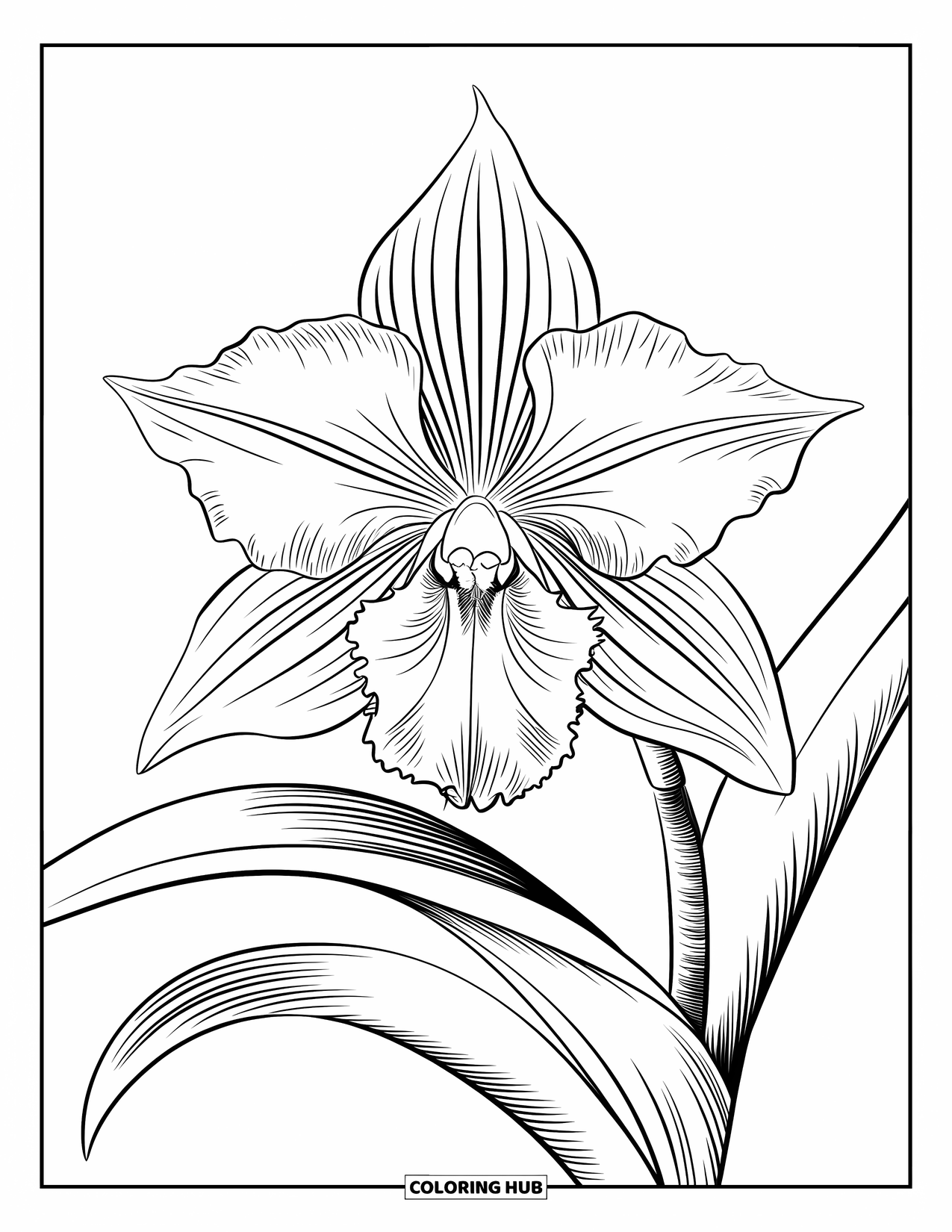 Blumen Ausmalbild für Erwachsene: Eine exotische Orchidee mit komplizierten Blütenblattdetails und anmutig geschwungenen Blättern an einem schlanken Stiel