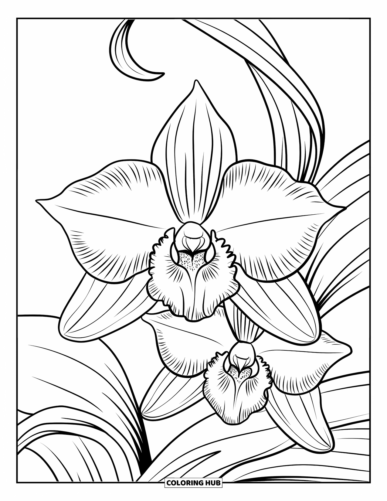 Blumen Ausmalbild für Erwachsene: Eine Orchidee mit aufwendig gestalteten Blütenblättern ist von eleganten, geschwungenen Blättern umgeben