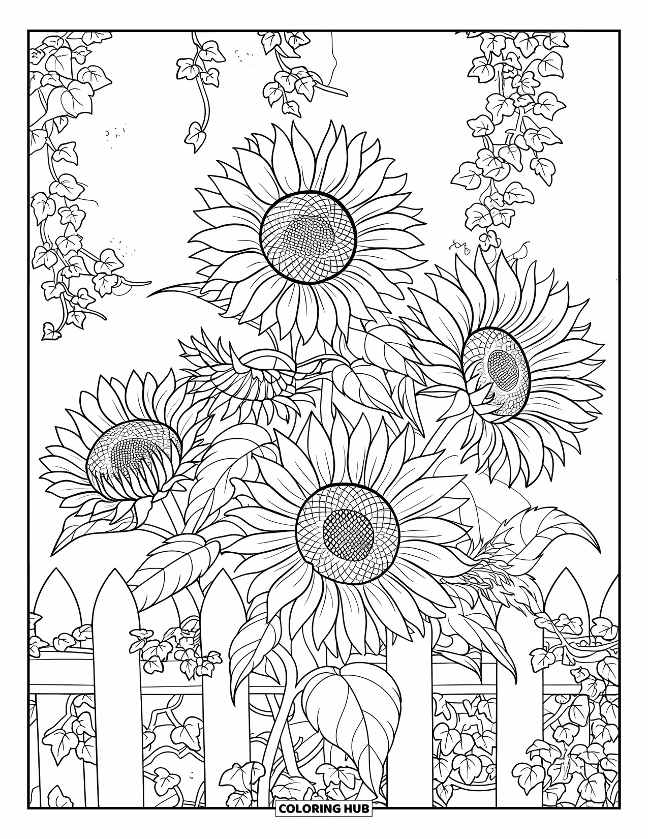 Blumen Ausmalbild für Erwachsene: Sonnenblumen, die mit Efeu verwoben sind, klettern an einem rustikalen Zaun vor einem strukturierten Hintergrund empor