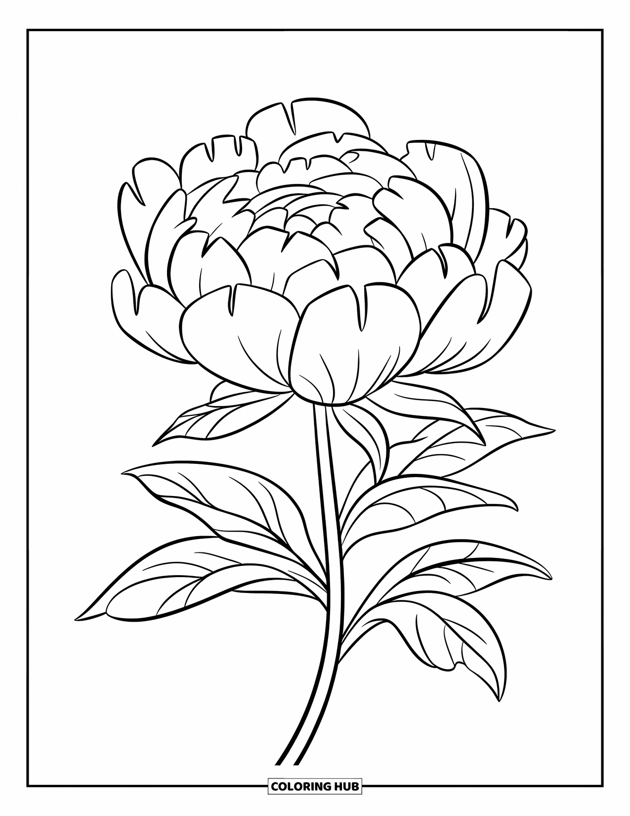 Blumen Ausmalbild für Kinder: Eine blühende Pfingstrose mit weichen, geschichteten Blütenblättern, die auf einem gebogenen Stiel ruht