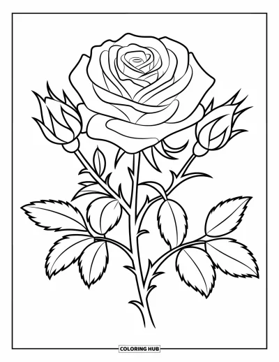 Desenho de flores para colorir para crianças: Uma rosa em flor com pétalas em camadas e dois botões, com pequenas folhas ao longo do caule contornado