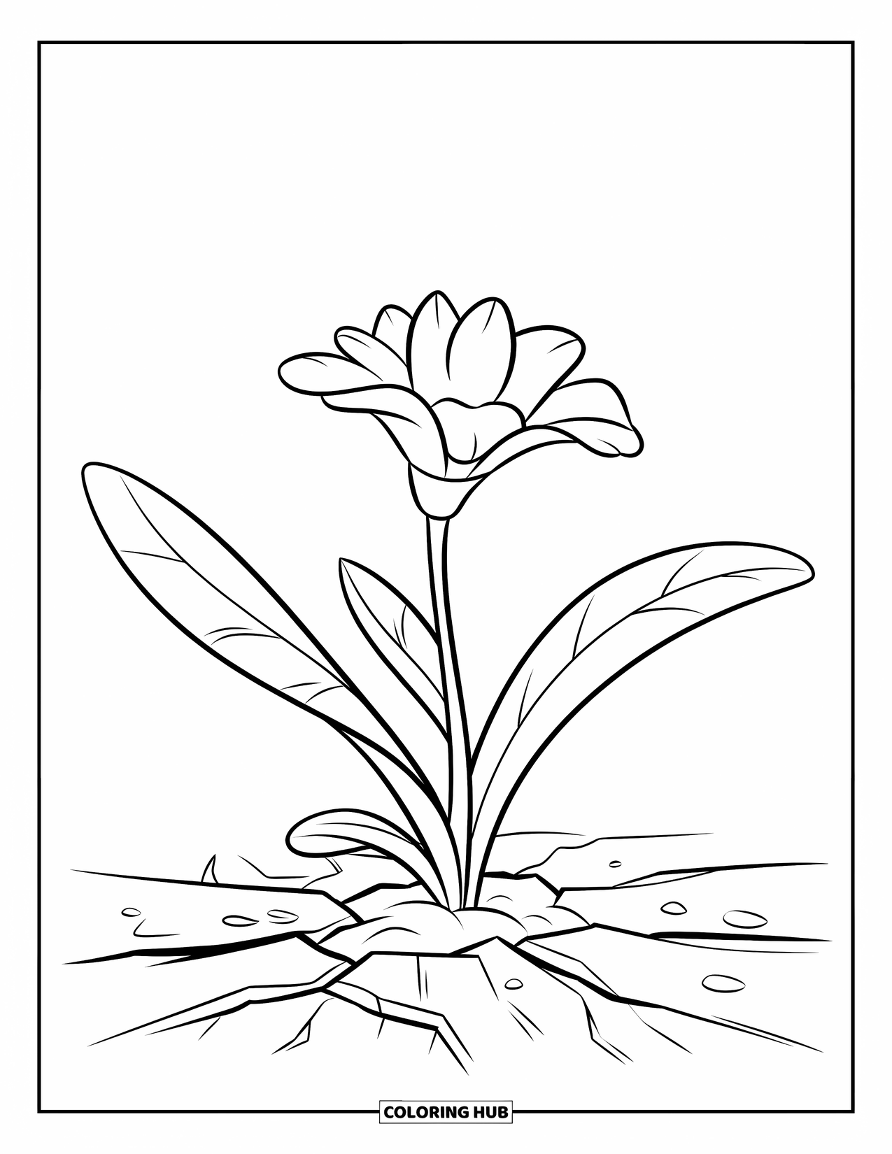 Blumen Ausmalbild für Kinder: Eine zarte Blume blüht aus rissiger Erde, mit winzigen Steinen, die herum verstreut sind