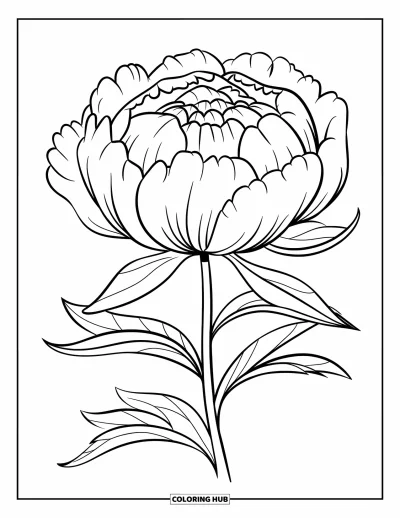 Desenho de flores para colorir para crianças: Uma peônia totalmente aberta com pétalas amplas e fofinhas e caule curvo