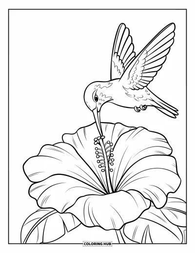 Desenho de flores para colorir para crianças: Um beija-flor de asas abertas se alimenta de uma flor de hibisco em plena floração