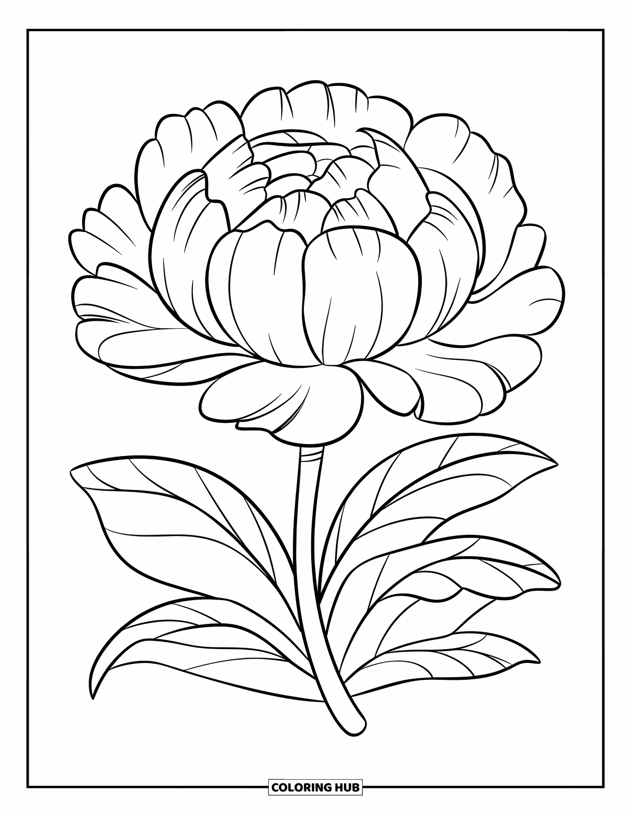 Blumen Ausmalbild für Kinder: Eine Pfingstrose mit geschichteten Blütenblättern und einem sich windenden Stiel, gezeichnet mit einem sanften Fluss