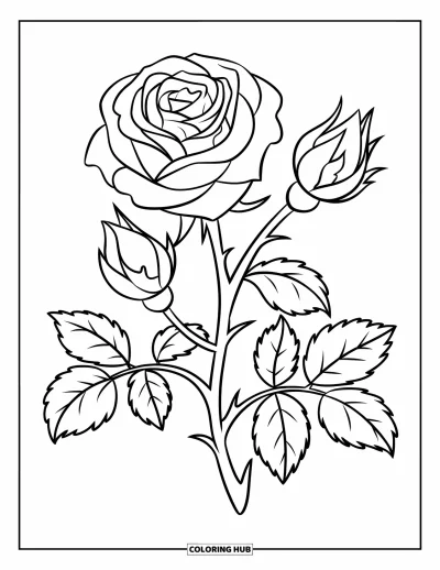 Desenho de flores para colorir para crianças: Uma rosa com pétalas em camadas e dois botões no mesmo caule, com contornos fortes e nítidos