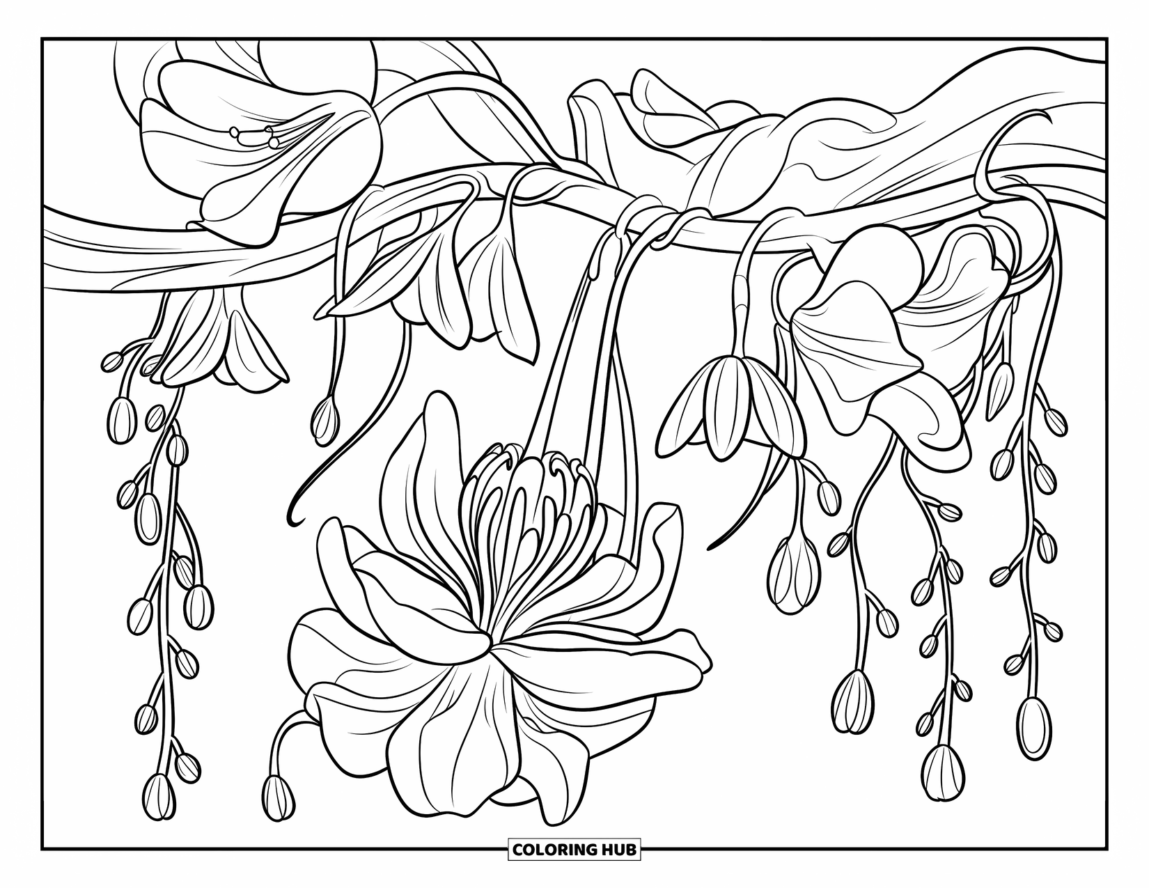 Blumen Ausmalbild für Kinder: Eine mit exotischen Blumen und herabhängenden Knospen bedeckte Ranke windet sich um einen Ast und zeigt eine große, offene Blüte