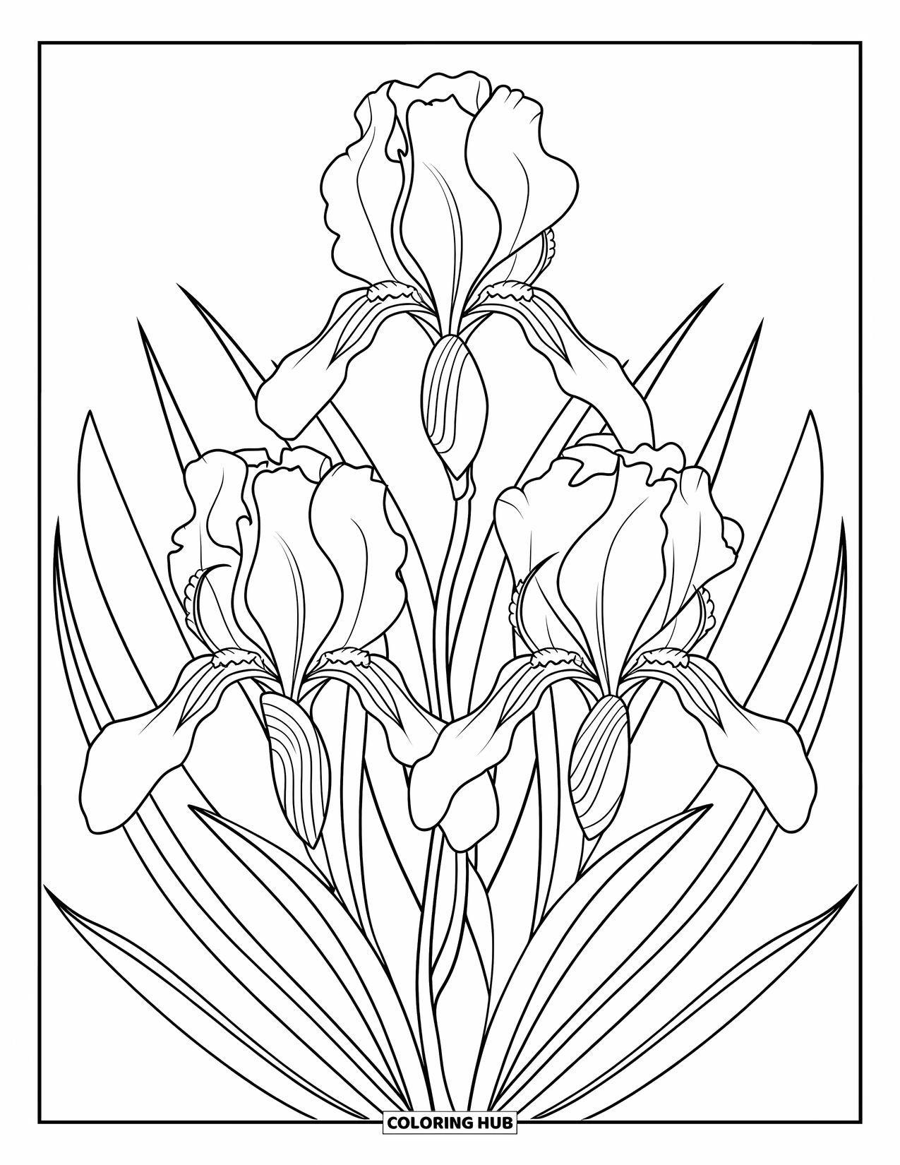 Bloemen Mandala Kleurplaat voor Volwassenen: Een delicate iris mandala met sierlijke lijnen en vloeiende bloemvormen