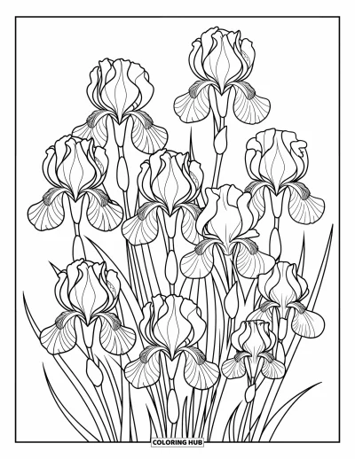 Blumenmandala-Ausmalbild für Erwachsene: Lange Irisblütenblätter und weiche Wirbel formen ein detailreiches und elegantes Mandala