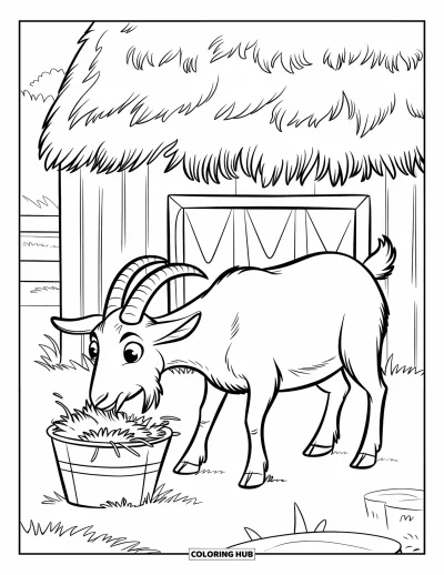 Desenho de Cabra para Colorir para Crianças: Uma cabra mastiga feno de um balde perto de um pequeno celeiro