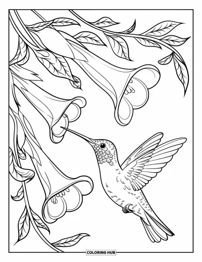 Hummingbird Coloring Page for Adults: A sleek hummingbird sips nectar from big trumpet blooms on a curvy vine