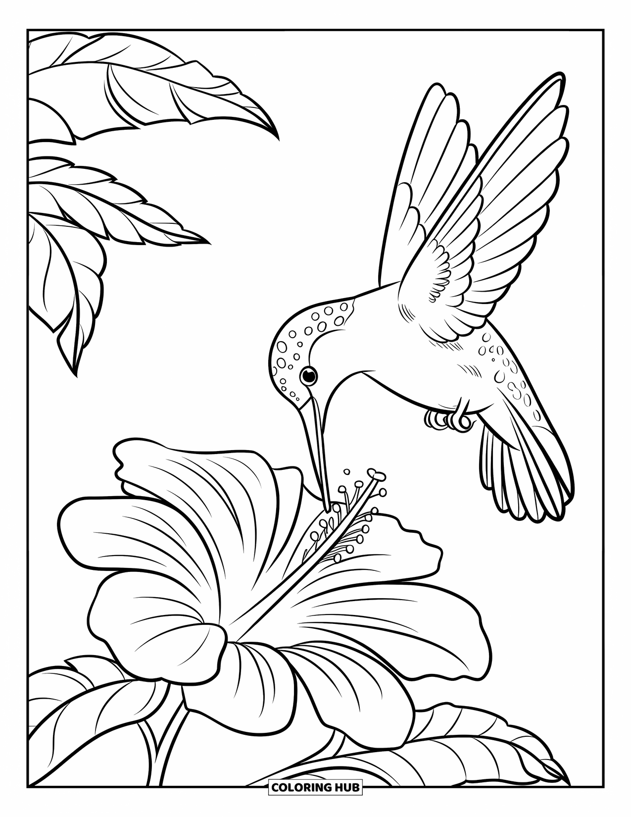 Disegno di colibrì da colorare per bambini: Un colibrì beve da un grande fiore di ibisco in una tranquilla vista ravvicinata